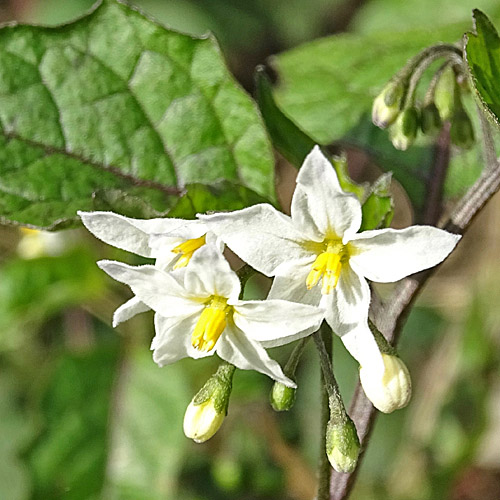 Schwarzer Nachtschatten / Solanum nigrum