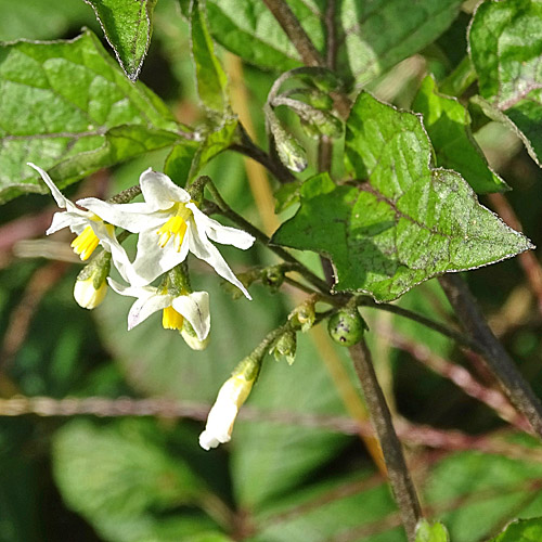 Schwarzer Nachtschatten / Solanum nigrum