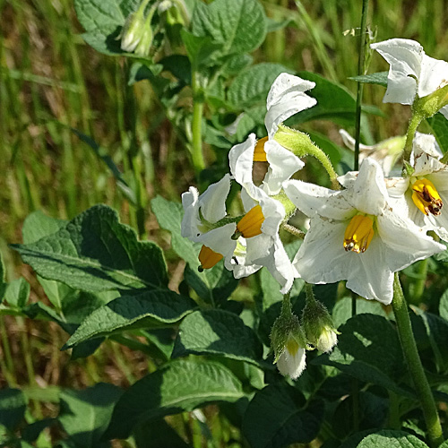 Kartoffel / Solanum tuberosum