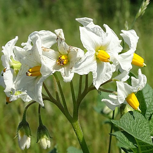 Kartoffel / Solanum tuberosum