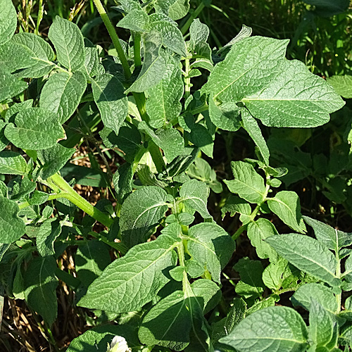 Kartoffel / Solanum tuberosum