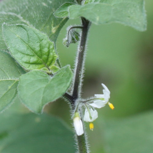 Gelber Nachtschatten / Solanum villosum