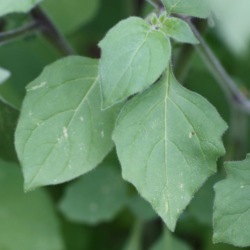 Gelber Nachtschatten / Solanum villosum