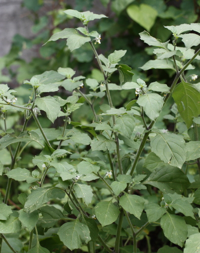 Gelber Nachtschatten / Solanum villosum