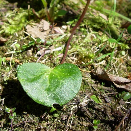 Grosse Soldanelle / Soldanella alpina