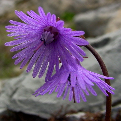 Grosse Soldanelle / Soldanella alpina