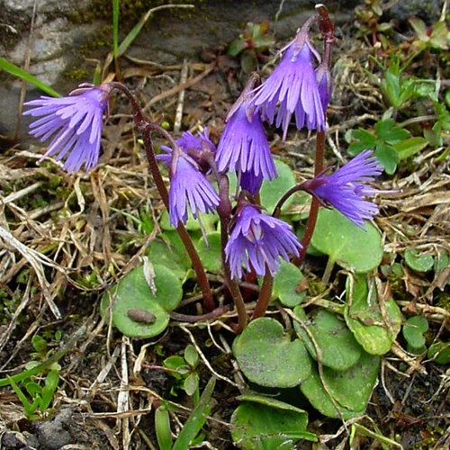 Grosse Soldanelle / Soldanella alpina