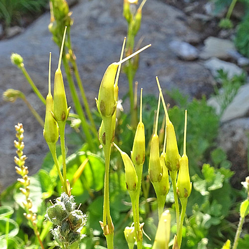 Grosse Soldanelle / Soldanella alpina