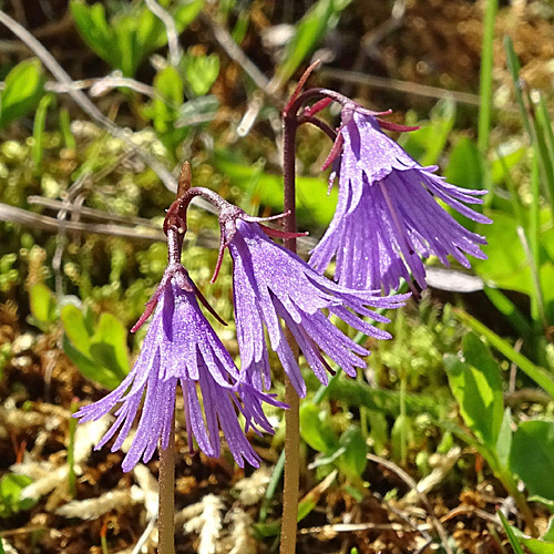 Grosse Soldanelle / Soldanella alpina