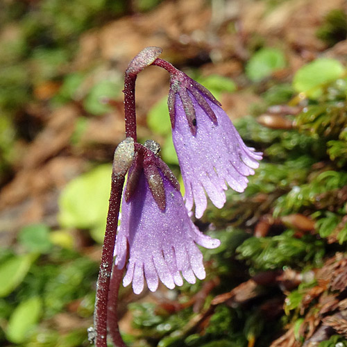 Kleines Alpenglöckchen / Soldanella pusilla