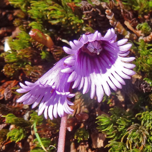 Kleines Alpenglöckchen / Soldanella pusilla