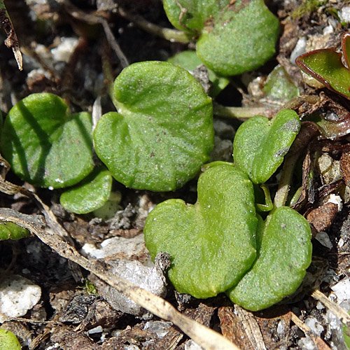 Kleines Alpenglöckchen / Soldanella pusilla