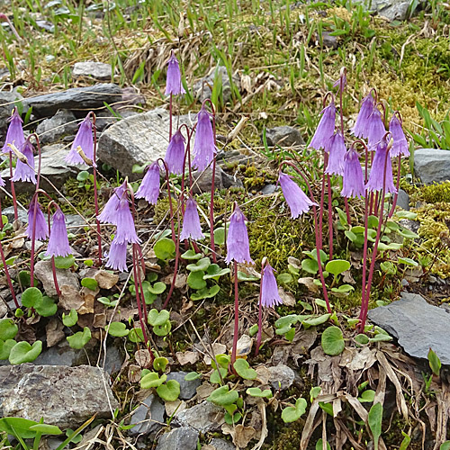 Kleines Alpenglöckchen / Soldanella pusilla