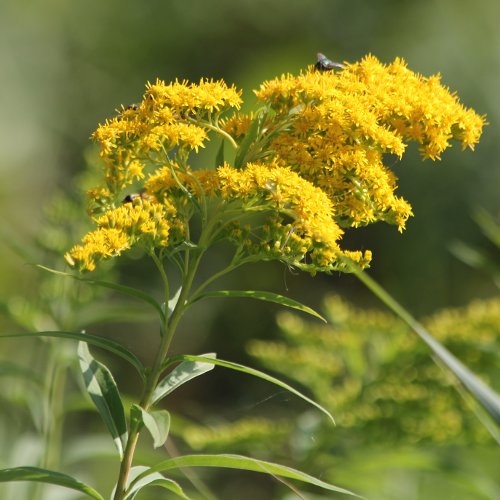 Spätblühende Goldrute / Solidago gigantea