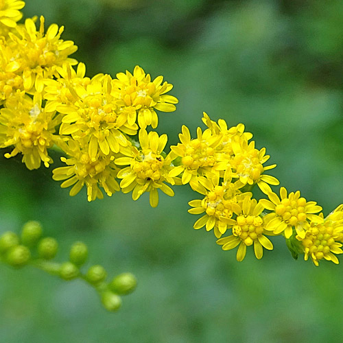 Spätblühende Goldrute / Solidago gigantea