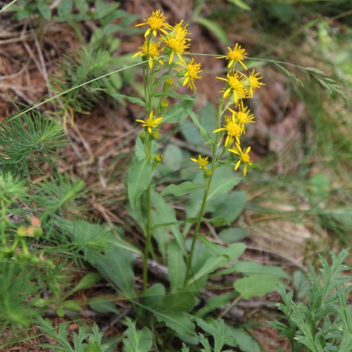 Alpen-Goldrute / Solidago virgaurea ssp. minuta