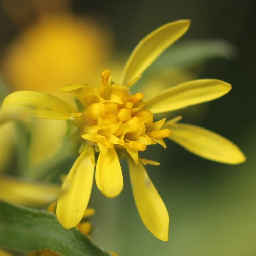 Alpen-Goldrute / Solidago virgaurea ssp. minuta