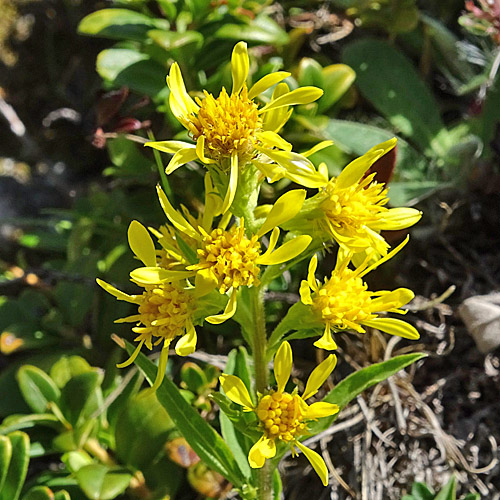 Alpen-Goldrute / Solidago virgaurea ssp. minuta