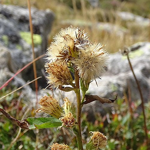 Alpen-Goldrute / Solidago virgaurea ssp. minuta