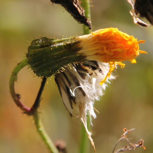 Gewöhnliche Acker-Gänsedistel / Sonchus arvensis