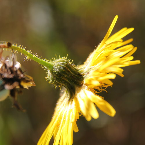 Gewöhnliche Acker-Gänsedistel / Sonchus arvensis