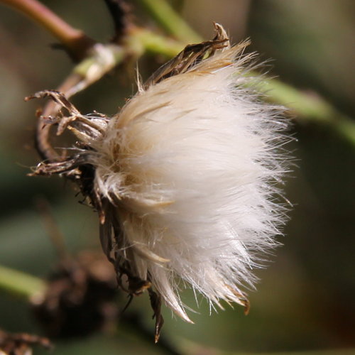 Gewöhnliche Acker-Gänsedistel / Sonchus arvensis