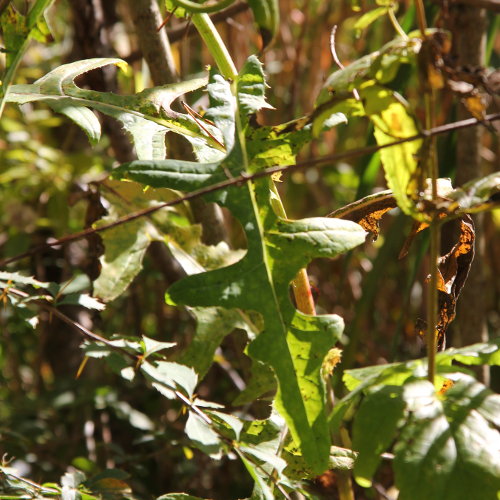 Gewöhnliche Acker-Gänsedistel / Sonchus arvensis