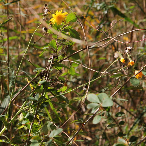 Gewöhnliche Acker-Gänsedistel / Sonchus arvensis