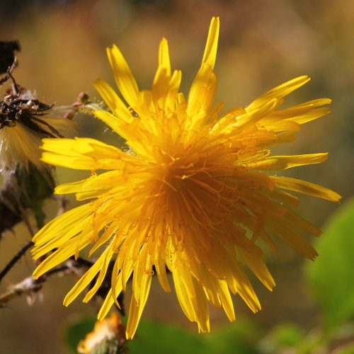 Gewöhnliche Acker-Gänsedistel / Sonchus arvensis