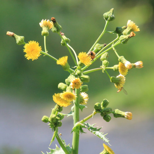 Rauhe Gänsedistel / Sonchus asper