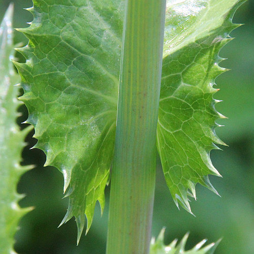 Rauhe Gänsedistel / Sonchus asper