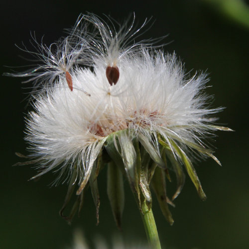 Rauhe Gänsedistel / Sonchus asper