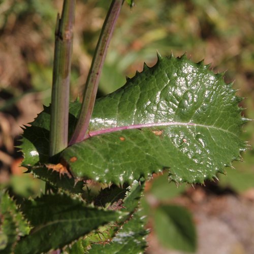 Rauhe Gänsedistel / Sonchus asper