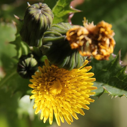 Rauhe Gänsedistel / Sonchus asper