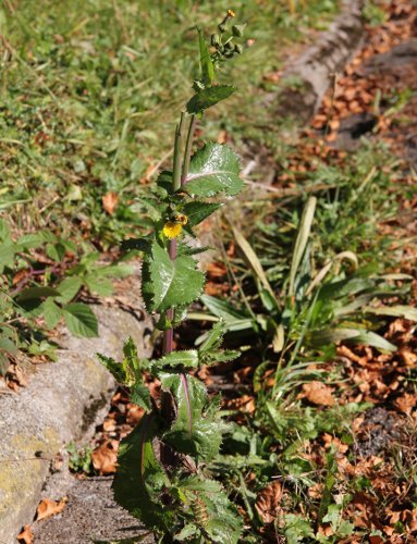 Rauhe Gänsedistel / Sonchus asper