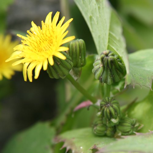 Kohl-Gänsedistel / Sonchus oleraceus