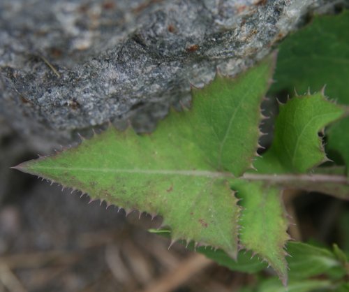 Kohl-Gänsedistel / Sonchus oleraceus