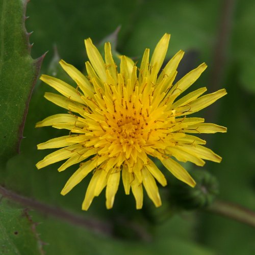 Kohl-Gänsedistel / Sonchus oleraceus