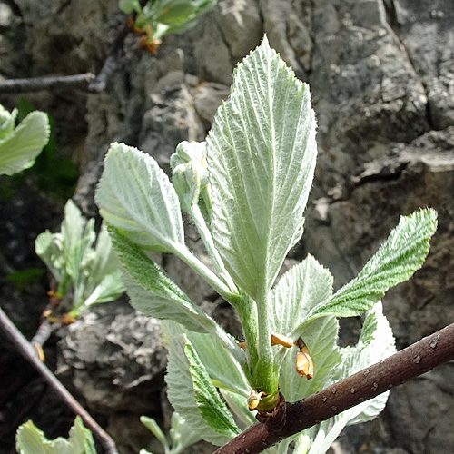 Echter Mehlbeerbaum / Sorbus aria