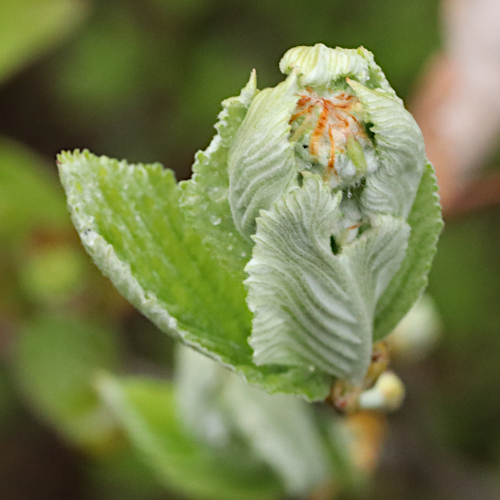 Echter Mehlbeerbaum / Sorbus aria