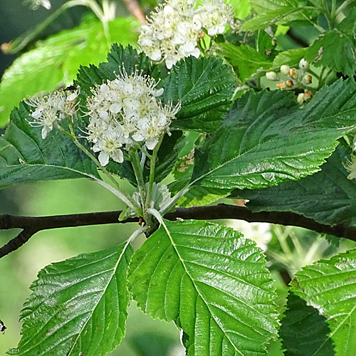 Echter Mehlbeerbaum / Sorbus aria