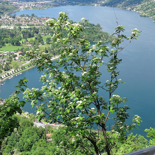 Echter Mehlbeerbaum / Sorbus aria