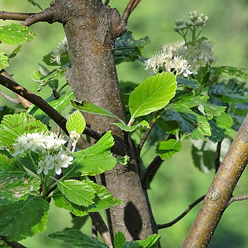 Echter Mehlbeerbaum / Sorbus aria