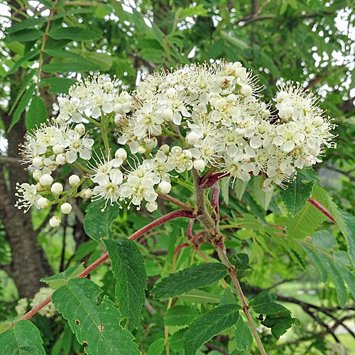 Vogelbeerbaum / Sorbus aucuparia