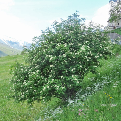 Vogelbeerbaum / Sorbus aucuparia