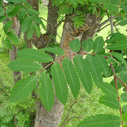 Vogelbeerbaum / Sorbus aucuparia