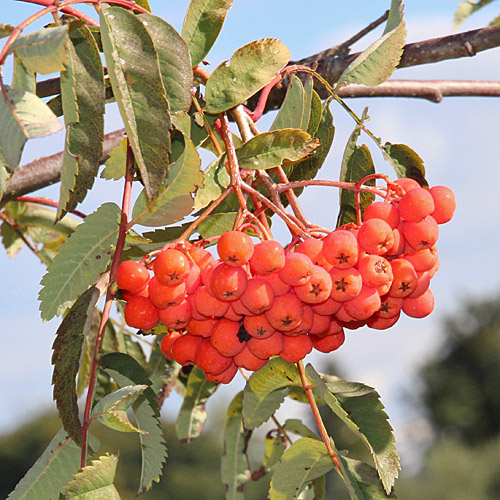 Vogelbeerbaum / Sorbus aucuparia