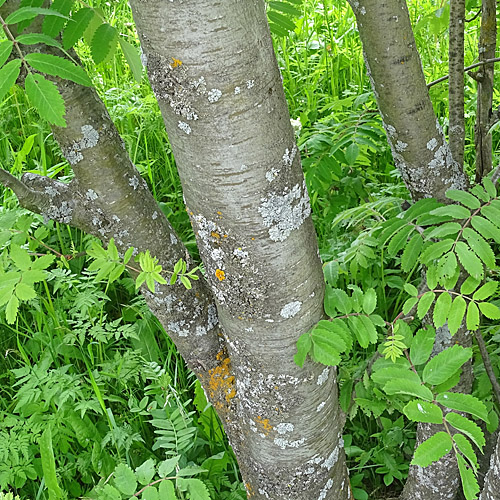 Vogelbeerbaum / Sorbus aucuparia