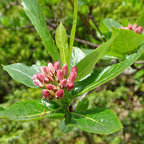 Zwergmispel / Sorbus chamaemespilus