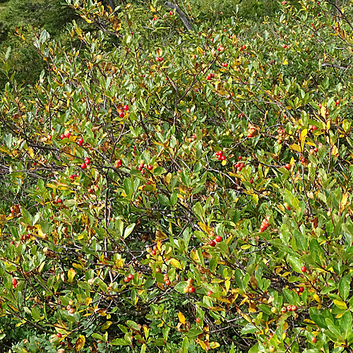 Zwergmispel / Sorbus chamaemespilus